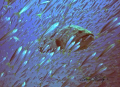   Goliath Grouper shown surrounded minnows near wreck Bonaire off coast Jupiter Florida. Florida  